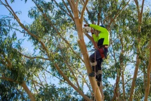 tree service company mbo